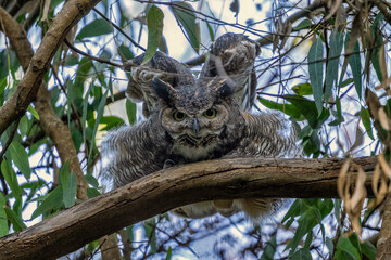 Great Horned Owl