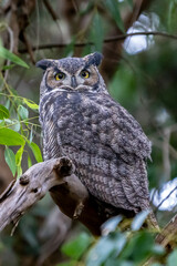 Great Horned Owl