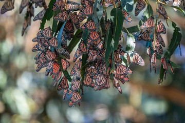 Monarch Butterfly Cluster - obrazy, fototapety, plakaty