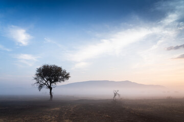 árbol con neblina