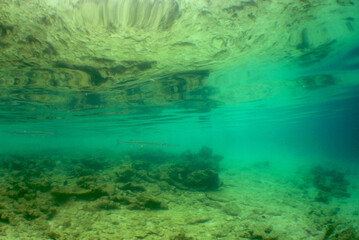 Fototapeta na wymiar underwater scene