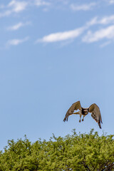 Fototapeta na wymiar Black-chested Snake Eagle takes off in the Kgalagadi