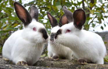 Californian breed rabbits