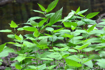 Natural overgrown nettles dioecious (Urtica dioica).