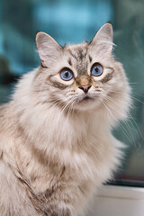 Naklejka na ściany i meble beautiful fluffy gray cat with blue eyes on a blue background. High quality photo