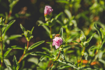 bee on a flower