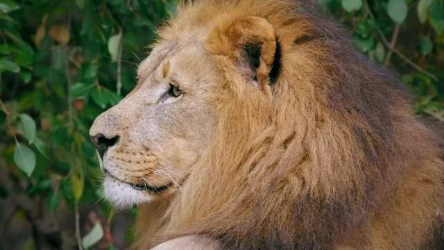 Southwest African lion (Panthera leo bleyenberghi) wise look, smart intelligent animal portrait