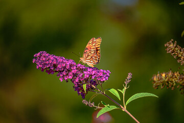 Close up of butterfly on flower