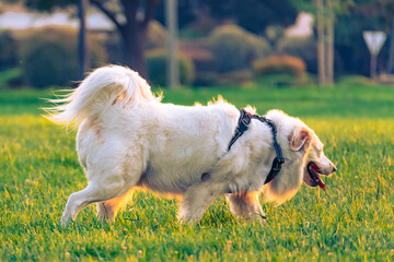 Dog Walking on grass 