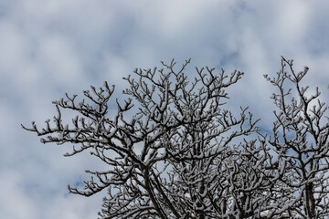 snow covered tree branch against blue gray cloudy sky in morning sunrise light