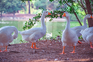 group of geese