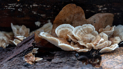 beige soft mushrooms on tree trunk