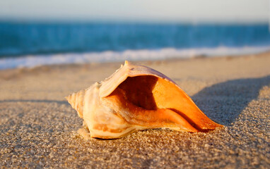 Fototapeta na wymiar Orange Conch Shell on the Beach