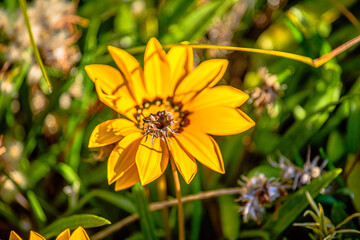 yellow flower