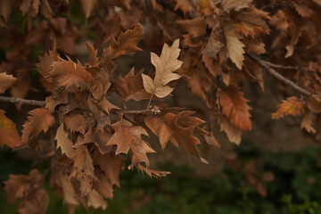 Brown autumn leaves on a tree