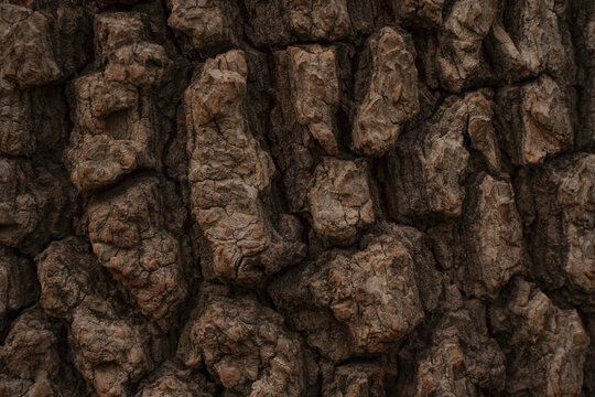 The Bark Of A Tree (Liquidambar Orientalis)