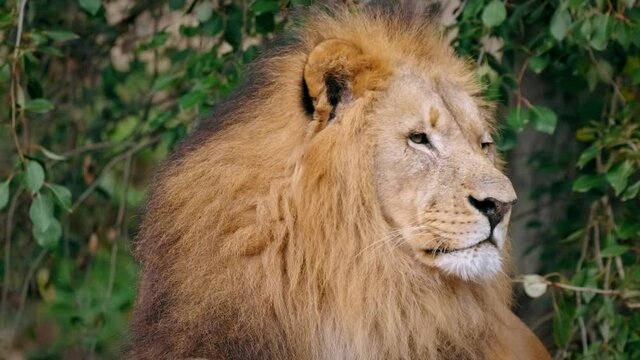 Southwest African lion (Panthera leo bleyenberghi) wise look, smart intelligent animal portrait