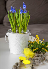 Happy easter. Wielkanocna palemka i szafirki, Muscari, flowering common grape hyacinths in a flower...