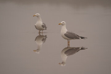 Two Yellow-legged Gulls (Larus michahellis) reflecting in the smooth water