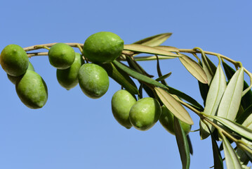 Green olives hanging on an olive branch against a blue sky in nature as a close-up