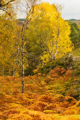 Glen Strathfarrar in the Scottish Highlands.  Portrait of several colourful Aspen and Silver Brich trees in Autumn with gold and yellow leaves and golden bracken ferns.    Vertical.  Copy space