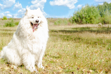 Samoyed. Pets. A thoroughbred dog in a public park. Animal themes