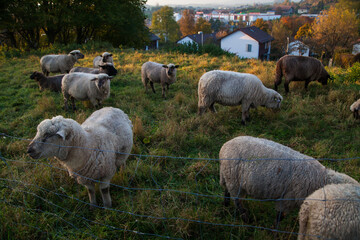 close up of sheep grazing on a hillside in Switzerland