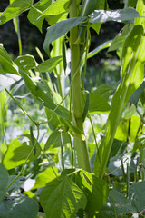 Three sisters companion planting  - beans with green pods climbing corn flower, pumpkins and...