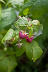 Red raspberry bush with fruit and flowers in wild food garden, with bees and other polinators.