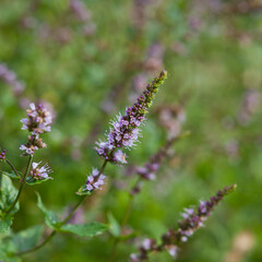 Mint purple and violet flowers on the herb border.