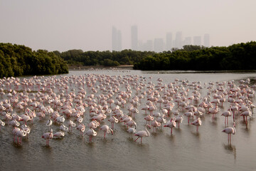 a flock of flamingos in the Dubai creek in Ras al Khor wildlife sanctuary with skyscrapers in the background