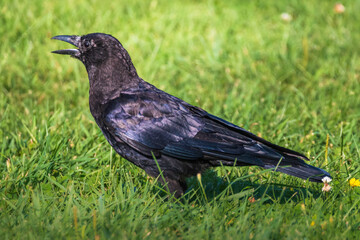 Fototapeta premium Common Raven was looking for some food in the garden 