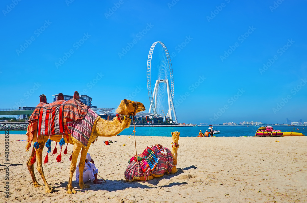 Wall mural Camels on JBR Marina beach, Dubai, UAE