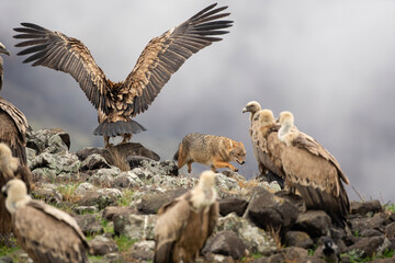 Golden jackal and griffon vultures in the Rhodope mountains. Scavengers looking for food in winter time. Bulgaria wildlife. 