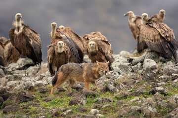 Golden jackal and griffon vultures in the Rhodope mountains. Scavengers looking for food in winter time. Bulgaria wildlife. 