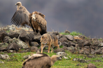 Golden jackal searching for food. Jackal moving in the Bulgaria mountains. Carnivore during winter. European nature. Animals in the Rhodope mountains. 