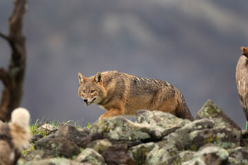 Golden jackal searching for food. Jackal moving in the Bulgaria mountains. Carnivore during winter. European nature. Animals in the Rhodope mountains. 