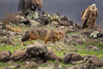 Naklejka na ściany i meble Golden jackal searching for food. Jackal moving in the Bulgaria mountains. Carnivore during winter. European nature. Animals in the Rhodope mountains. 