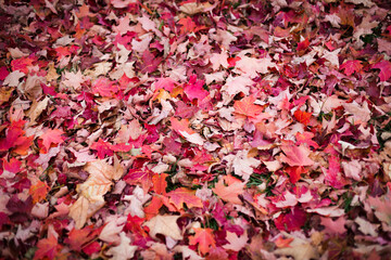 Red Autumn Leaves