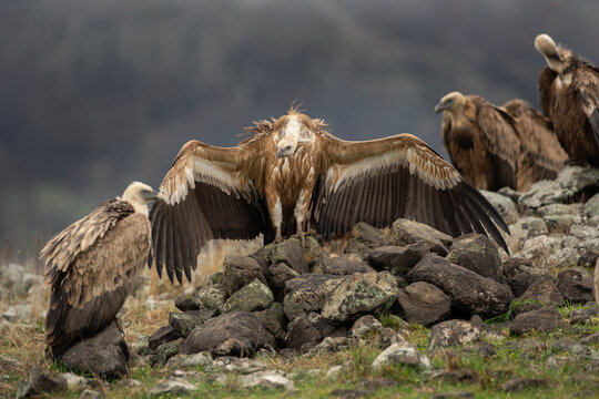 Griffon vultures in the Rhodope mountains. Scavengers looking for food in winter time. Bulgaria wildlife. 