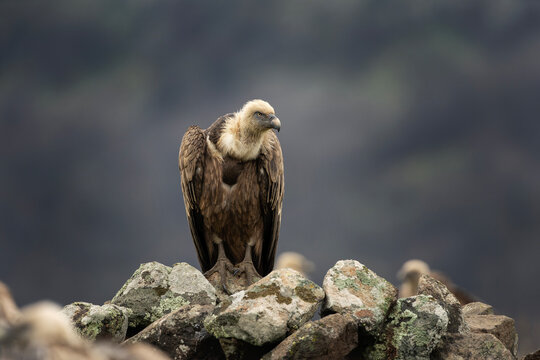Griffon vultures in the Rhodope mountains. Scavengers looking for food in winter time. Bulgaria wildlife. 