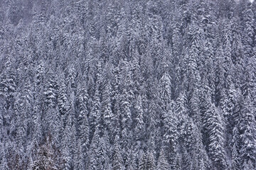 Scenic image of spruces tree. Frosty day