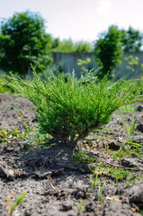 Evergreen round spherical Ilex crenata Convexa or Japanese Holly shrub with small glossy leaves on