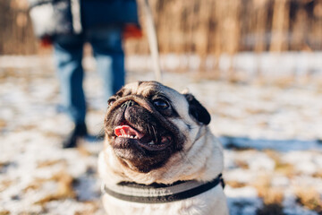 Woman walking pug dog in snowy winter park holding leash. Close up portrait of pet's muzzle