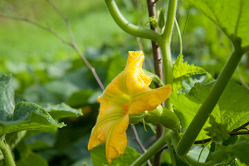 Butternut pumpkin growing in the vegetable garden -  early stage with yellow flower.