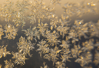 Fototapeta na wymiar Lots of snowflakes. Macrophoto. Winter background. Freezing. Winter. Snowflakes close-up.