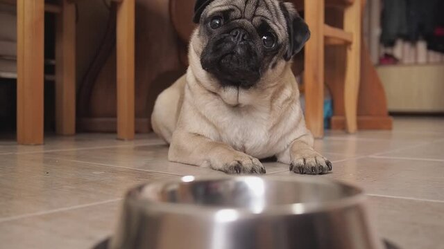 Hungry cute pug dog lying on the floor in the kitchen in front of an empty bowl and drooling. Waiting to eat with pleading eyes. selective focus