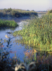 Narew National Park, Poland
