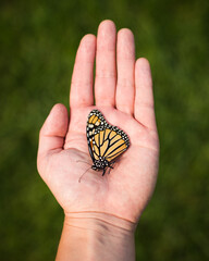Monarch Butterfly Hand