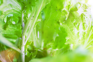 Lettuce (Lactuca sativa) stem of green salad leaf and insects pests on it.